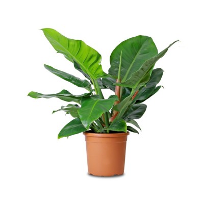 Philodendron Imperial Green - Philodendron Big Plant